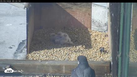 PA Peregrine Falcon Cam Live Webcam - May 5, 2026, 9:15am EDT
