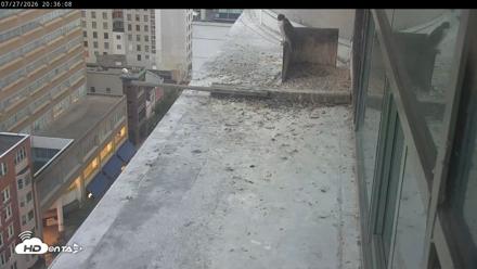 PA Peregrine Falcon Cam Live Webcam - Jul 27, 2026, 8:30pm EDT