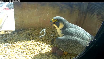 PA Peregrine Falcon Cam Live Webcam - Mar 22, 2026, 1:01pm EDT