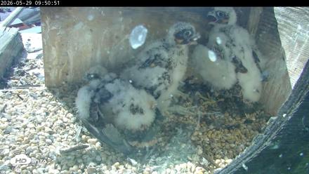 PA Peregrine Falcon Cam Live Webcam - May 29, 2026, 9:44am EDT