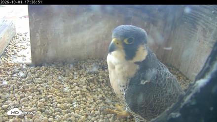 PA Peregrine Falcon Cam Live Webcam - Oct 1, 2026, 5:32pm EDT