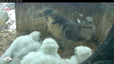PA Peregrine Falcon Cam Live Webcam - May 22, 2026, 11:48am EDT