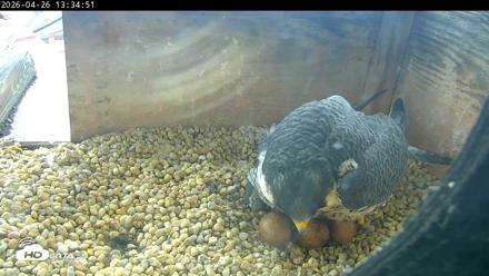 PA Peregrine Falcon Cam Live Webcam - Apr 26, 2026, 1:27pm EDT