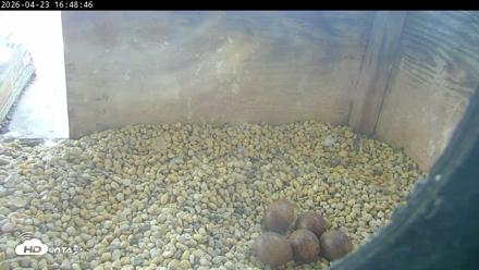 PA Peregrine Falcon Cam Live Webcam - Apr 23, 2026, 4:40pm EDT