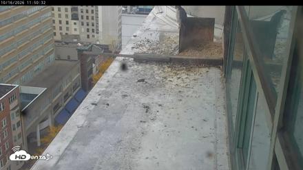 PA Peregrine Falcon Cam Live Webcam - Oct 16, 2026, 11:48am EDT