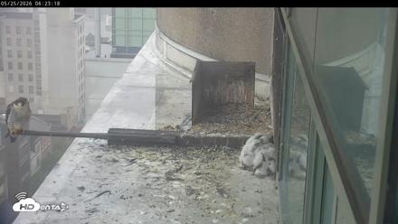 PA Peregrine Falcon Cam Live Webcam - May 25, 2026, 6:17am EDT