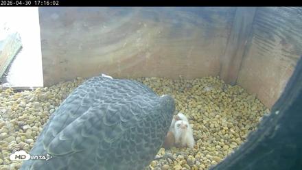 PA Peregrine Falcon Cam Live Webcam - Apr 30, 2026, 5:08pm EDT