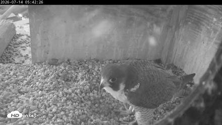 PA Peregrine Falcon Cam Live Webcam - Jul 14, 2026, 5:34am EDT