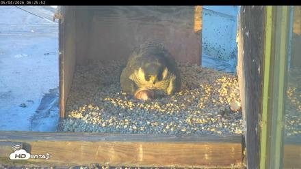 PA Peregrine Falcon Cam Live Webcam - May 4, 2026, 6:20am EDT