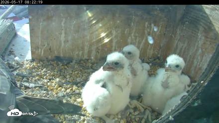 PA Peregrine Falcon Cam Live Webcam - May 17, 2026, 8:16am EDT