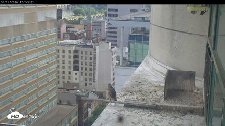 PA Peregrine Falcon Cam Live Webcam - Jun 15, 2026, 3:48pm EDT