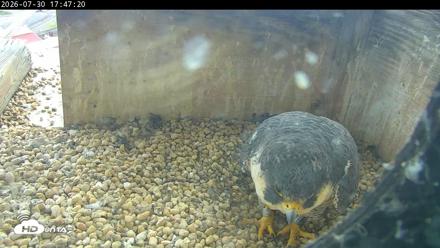 PA Peregrine Falcon Cam Live Webcam - Jul 30, 2026, 5:40pm EDT