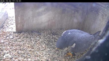 PA Peregrine Falcon Cam Live Webcam - Oct 2, 2026, 5:09pm EDT