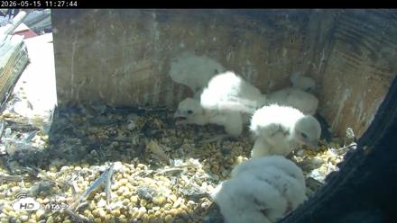 PA Peregrine Falcon Cam Live Webcam - May 15, 2026, 11:20am EDT