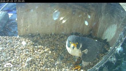 PA Peregrine Falcon Cam Live Webcam - Jul 23, 2026, 7:47am EDT