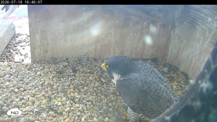 PA Peregrine Falcon Cam Live Webcam - Jul 18, 2026, 4:38pm EDT