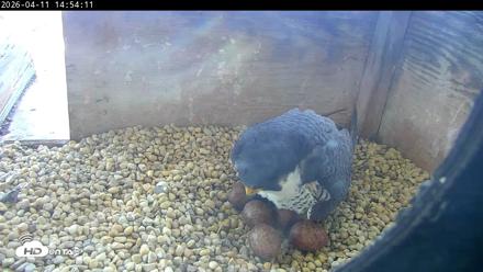 PA Peregrine Falcon Cam Live Webcam - Apr 11, 2026, 2:47pm EDT