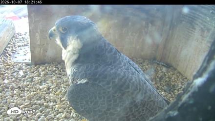 PA Peregrine Falcon Cam Live Webcam - Oct 7, 2026, 6:17pm EDT