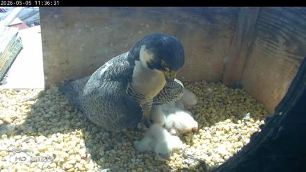 PA Peregrine Falcon Cam Live Webcam - May 5, 2026, 11:28am EDT