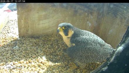 PA Peregrine Falcon Cam Live Webcam - Sep 17, 2026, 12:03pm EDT