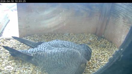 PA Peregrine Falcon Cam Live Webcam - Apr 18, 2026, 9:57am EDT