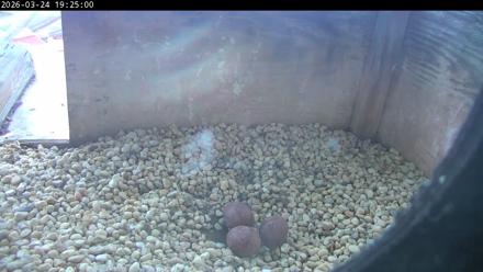 PA Peregrine Falcon Cam Live Webcam - Mar 24, 2026, 7:17pm EDT