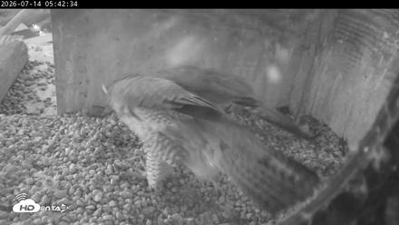 PA Peregrine Falcon Cam Live Webcam - Jul 14, 2026, 5:34am EDT