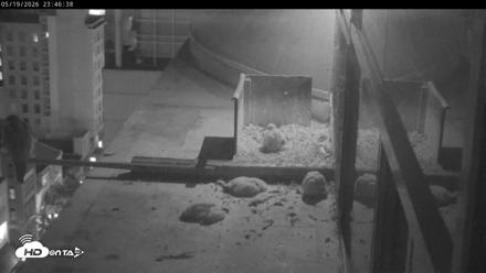 PA Peregrine Falcon Cam Live Webcam - May 19, 2026, 11:40pm EDT