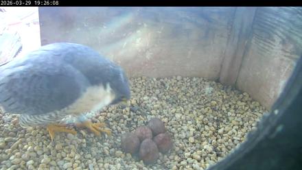 PA Peregrine Falcon Cam Live Webcam - Mar 29, 2026, 7:18pm EDT