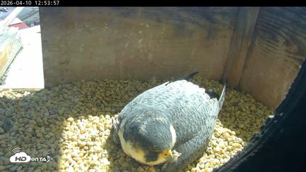 PA Peregrine Falcon Cam Live Webcam - Apr 10, 2026, 12:46pm EDT