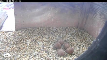 PA Peregrine Falcon Cam Live Webcam - Apr 28, 2026, 7:17pm EDT