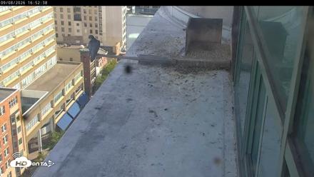 PA Peregrine Falcon Cam Live Webcam - Sep 8, 2026, 4:48pm EDT