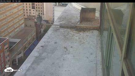 PA Peregrine Falcon Cam Live Webcam - Sep 5, 2026, 7:10pm EDT
