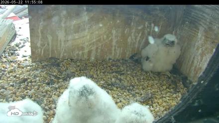 PA Peregrine Falcon Cam Live Webcam - May 22, 2026, 11:48am EDT