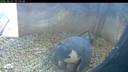 PA Peregrine Falcon Cam Live Webcam - Apr 17, 2026, 3:06pm EDT