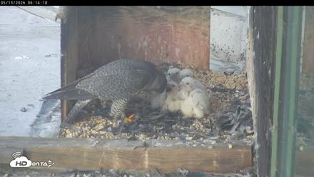 PA Peregrine Falcon Cam Live Webcam - May 13, 2026, 6:07am EDT