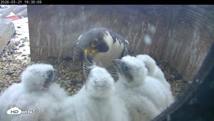 PA Peregrine Falcon Cam Live Webcam - May 21, 2026, 7:23pm EDT