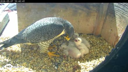 PA Peregrine Falcon Cam Live Webcam - May 7, 2026, 10:35am EDT