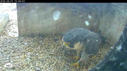 PA Peregrine Falcon Cam Live Webcam - Aug 1, 2026, 3:37pm EDT