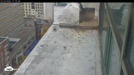 PA Peregrine Falcon Cam Live Webcam - Oct 14, 2026, 12:17pm EDT