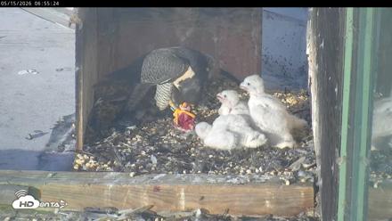 PA Peregrine Falcon Cam Live Webcam - May 15, 2026, 6:48am EDT