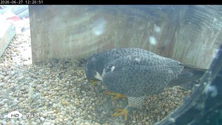 PA Peregrine Falcon Cam Live Webcam - Jun 27, 2026, 12:15pm EDT