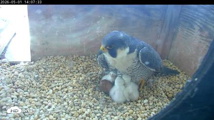 PA Peregrine Falcon Cam Live Webcam - May 1, 2026, 1:59pm EDT
