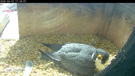 PA Peregrine Falcon Cam Live Webcam - Apr 22, 2026, 11:25am EDT