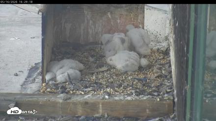 PA Peregrine Falcon Cam Live Webcam - May 16, 2026, 4:22pm EDT