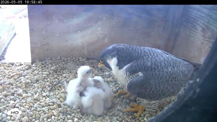 PA Peregrine Falcon Cam Live Webcam - May 5, 2026, 7:51pm EDT