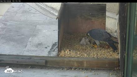 PA Peregrine Falcon Cam Live Webcam - Apr 30, 2026, 7:08pm EDT