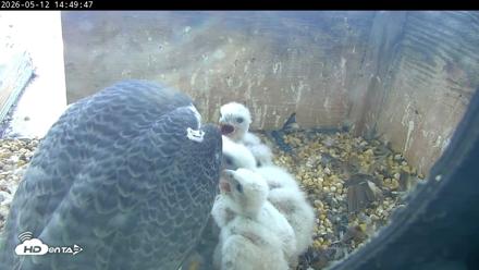 PA Peregrine Falcon Cam Live Webcam - May 12, 2026, 2:42pm EDT