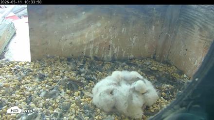 PA Peregrine Falcon Cam Live Webcam - May 11, 2026, 10:26am EDT