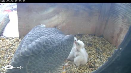 PA Peregrine Falcon Cam Live Webcam - May 6, 2026, 5:28pm EDT
